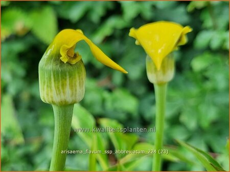 Arisaema flavum var. abbreviatum (pot 11 cm)