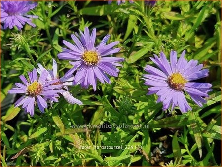 Aster &#39;Herbstpurzel&#39;