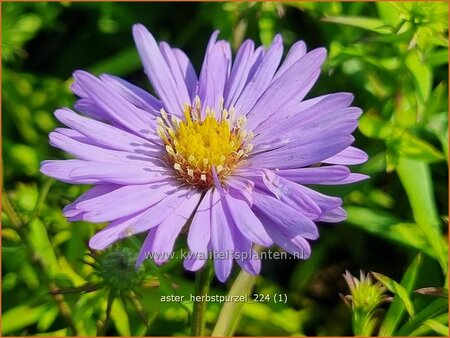 Aster &#39;Herbstpurzel&#39;