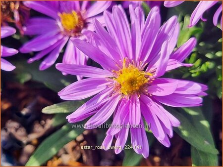 Aster &#39;Rosa Zwerg&#39;