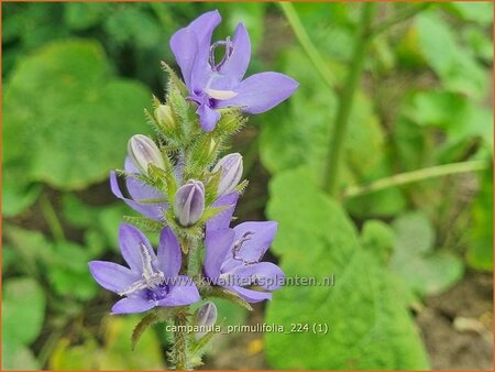 Campanula primulifolia