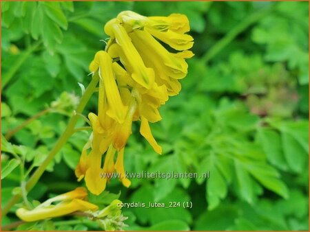 Corydalis lutea