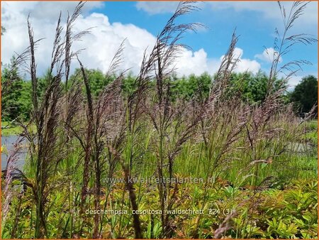 Deschampsia cespitosa &#39;Waldschratt&#39;