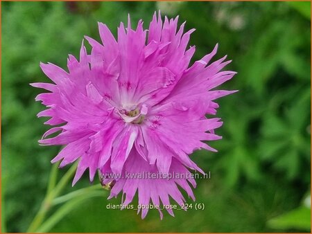 Dianthus &#39;Double Rose&#39;