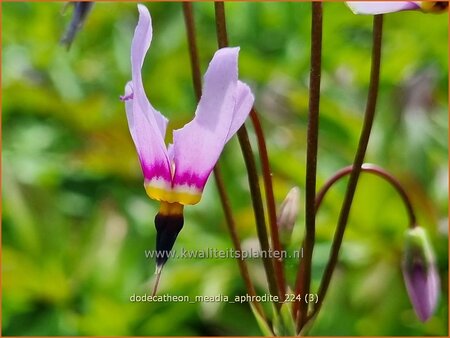 Dodecatheon meadia &#39;Aphrodite&#39;