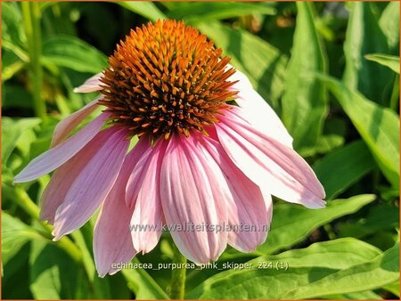 Echinacea purpurea &#39;Pink Skipper&#39;