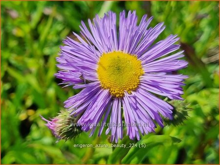 Erigeron &#39;Azure Beauty&#39;