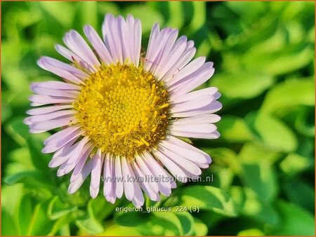 Erigeron glaucus