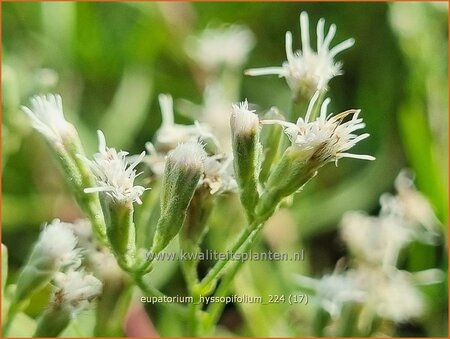 Eupatorium hyssopifolium