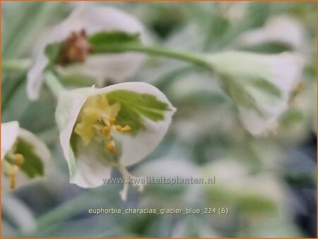 Euphorbia characias &#39;Glacier Blue&#39;