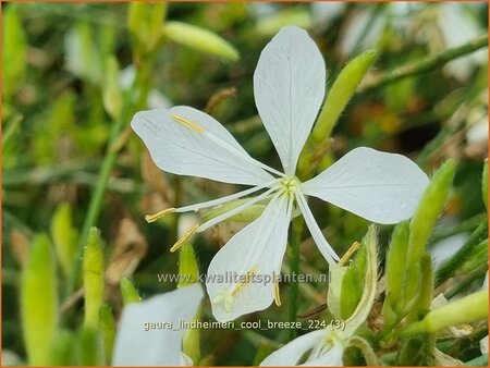 Gaura lindheimeri &#39;Cool Breeze&#39;