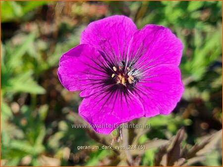 Geranium &#39;Dark Eyes&#39;