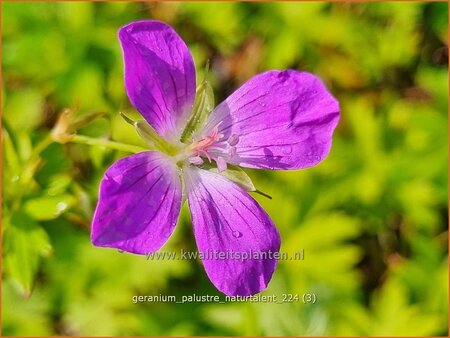 Geranium palustre &#39;Naturtalent&#39;