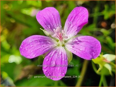 Geranium palustre &#39;Naturtalent&#39;