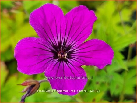 Geranium psilostemon &#39;Red Admiral&#39;