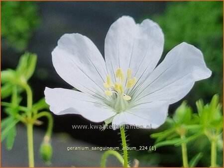 Geranium sanguineum &#39;Album&#39;