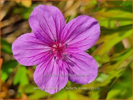 Geranium soboliferum &#39;Butterfly Kisses&#39;