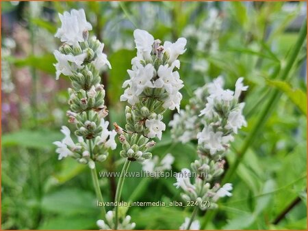 Lavandula intermedia 'Alba'