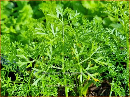 Ligusticum lucidum