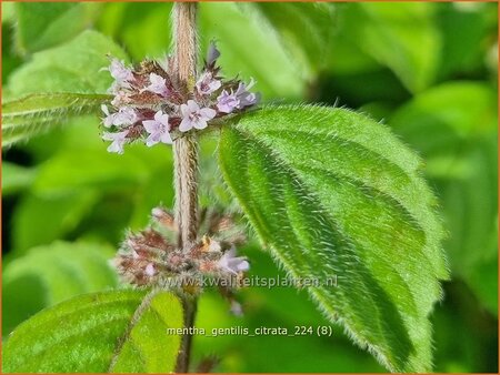 Mentha gentilis 'Citrata'