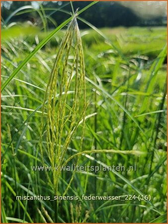 Miscanthus sinensis &#39;Federweißer&#39; (pot 11 cm)