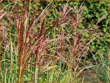 Miscanthus sinensis 'Malepartus' (pot 11 cm)