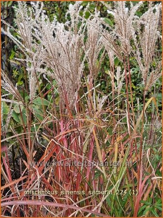 Miscanthus sinensis &#39;Samurai&#39; (pot 11 cm)