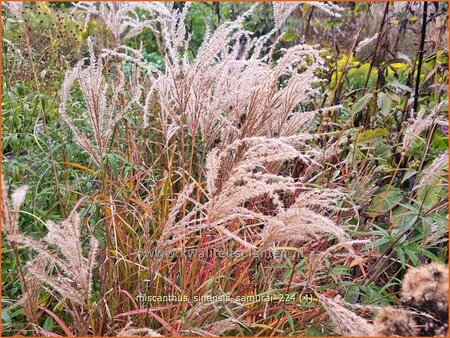 Miscanthus sinensis &#39;Samurai&#39; (pot 11 cm)