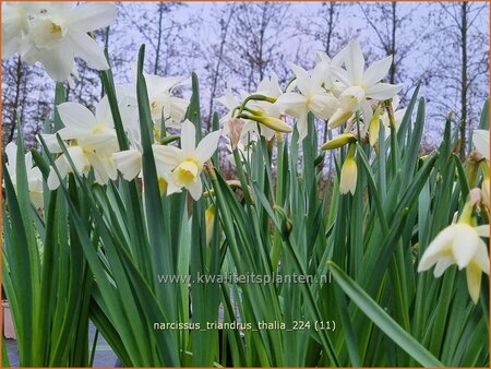 Narcissus triandrus &#39;Thalia&#39;