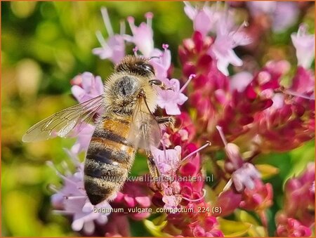 Origanum vulgare 'Compactum'