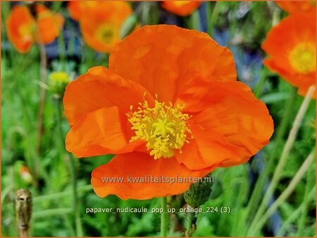 Papaver nudicaule &#39;Pop-up Orange&#39;