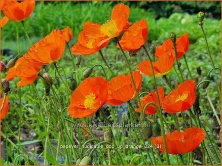 Papaver nudicaule &#39;Pop-up Orange&#39;