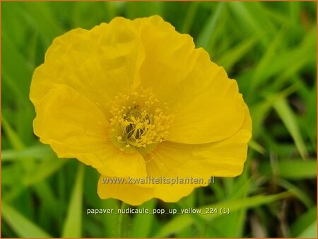 Papaver nudicaule &#39;Pop-up Yellow&#39;