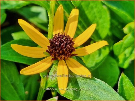 Rudbeckia &#39;Sun Ka Ching&#39;