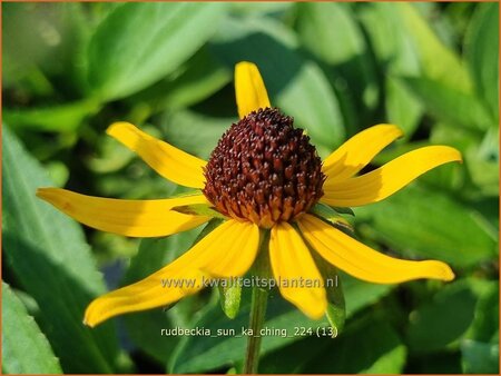 Rudbeckia &#39;Sun Ka Ching&#39;