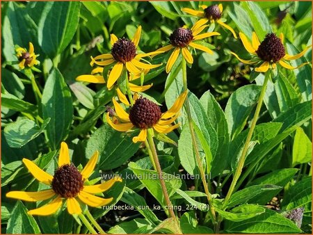 Rudbeckia &#39;Sun Ka Ching&#39;