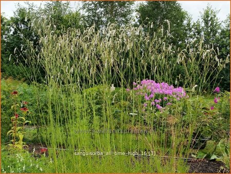 Sanguisorba tenuifolia &#39;All Time High&#39;