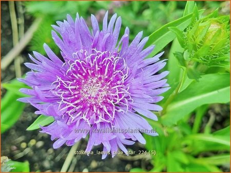 Stokesia laevis &#39;Blue Star&#39;