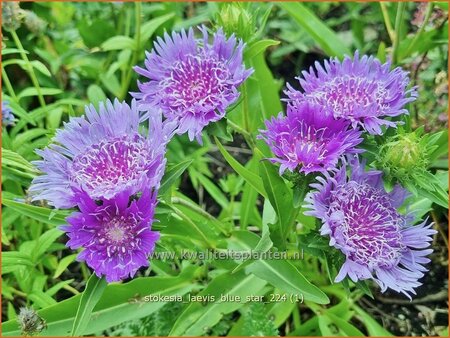 Stokesia laevis &#39;Blue Star&#39;