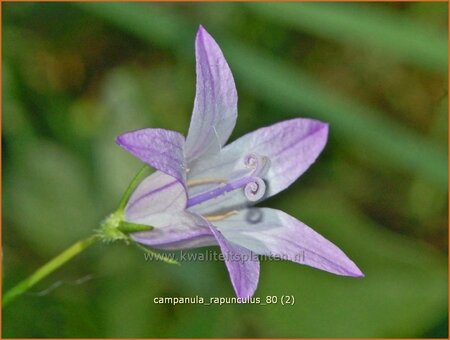 Campanula rapunculus