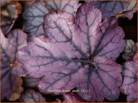 Heuchera &#39;Sugar Plum&#39;