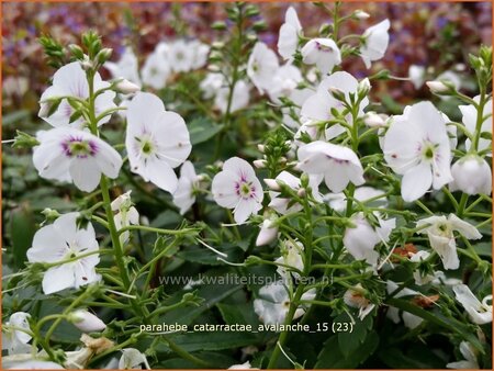 Parahebe catarractae &#39;Avalanche&#39;