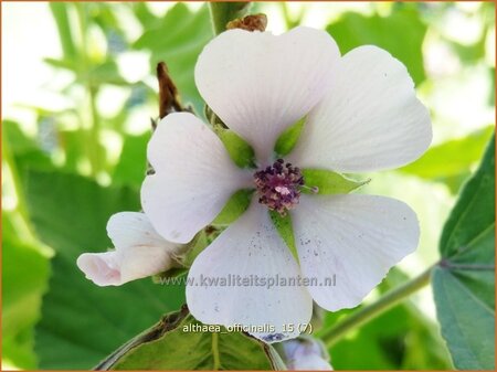 Althaea officinalis