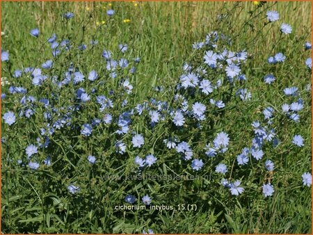 Cichorium intybus