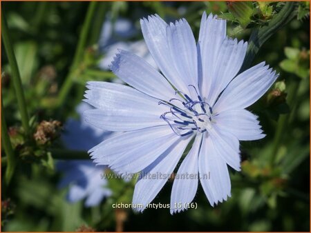 Cichorium intybus