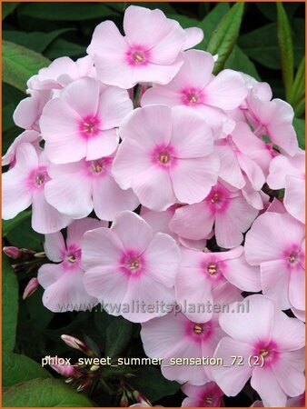 Phlox &#39;Sweet Summer Sensation&#39;