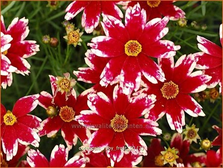 Coreopsis &#39;Ruby Frost&#39;