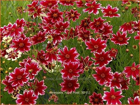 Coreopsis &#39;Ruby Frost&#39;