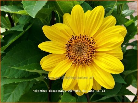 Helianthus decapetalus &#39;Triomphe de Gand&#39;