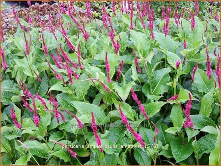 Persicaria amplexicaulis &#39;Amethyst&#39;